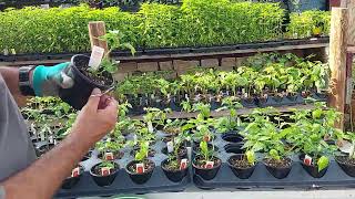 Ghost Pepper Plants 🪴 They looked better with the leaves lol 🤷‍♂️ #sanantoniomedicinalgarden