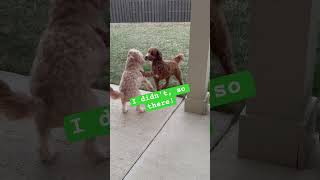 Doodle Doggie Tales- Part 78 “No Take Backs” #shortvideo #shortsfeed #dogs #brothers #shorts