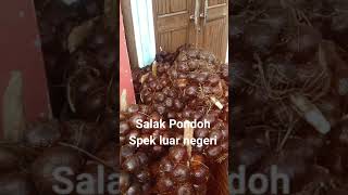 Salak Pondoh Spek luar negeri #shorts