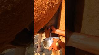 يشرب أهل ثار الكثير من حليب الإبل، وهذا الحليب قوي جدًا/Camel Milk 🐪