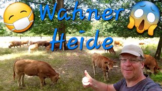 Wandern in der Wahner Heide - Meine Zeit mit Corona #naturschutzgebiet #nsg #hiking #wanderung