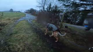 German shepherd on walk. Eros på tur. 01.12.2024. still you tubes most boring video part 2.