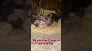 Котята в добрые руки #москва #приют #вдобрыеруки #волонтерство #помощь #котята #кот #котенок