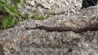 Montivipera xanthina - Οθωμανική Οχιά