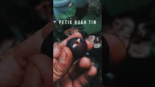 MATA SATU, terlihat seperti itu jika buahnya retak. Serunya petik buah tin setiap hari #figfruit