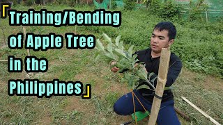 Training/Bending apple tree in the Philippines