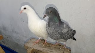 Black Or White Baby Pigeon Ka Shonk |M Asad Birds | #MAsadBirds