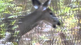 Deer-Chevreuil - Sony HX30V, HD - michaeljournal.ca