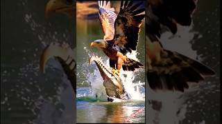 Eagle hunting crocodile  #eagle #crocodile #trendingshorts