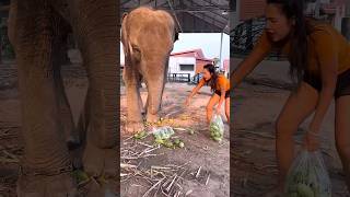 Elephant's Funny Act | Snatching Mangoes from the Girl's Bag #shorts