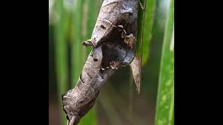 Prominent Moths mating(clostera genus) #macro #bug