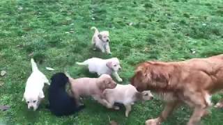 Playtime With Mom - 10 Five Week Old Golden Labrador Retriever Puppies