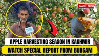 From The Orchards of Kashmi With Love.Apple Glory Now Facing Crisis in Kashmir and Outside Market.