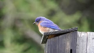 Eastern Bluebird at John Brown Farm  (17 May 2023)