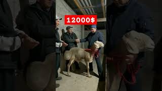 Франкельдин козуузу 12000$ болду.#shorts #shortvideo#sheep #арашан #кочкор #гиссар #animals #sheep