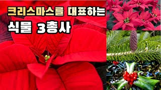 크리스마스를 대표하는 식물 3총사