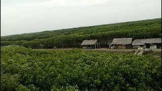 The Best Amazing..!!! Keren Banget Indahnya..!!! Hutan Mangrove Pandansari Brebes.