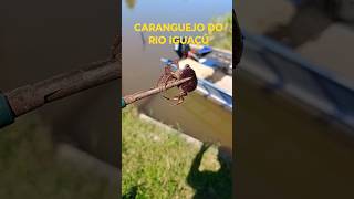 Tem CARANGUEJO no Rio Iguaçu? #pesca #rio #fishing