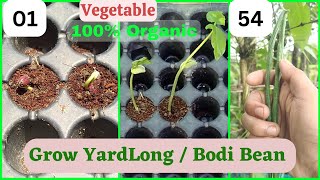 How To Grow Yard Long Beans At Home organically l Grow asparagus Bean l Bodi Beans Vegetable