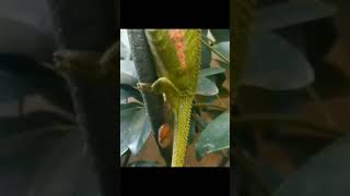 do chameleons give birth to live young ones (watch full video)