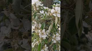 Do you know this flower? #shorts #flowers #plants #fyp