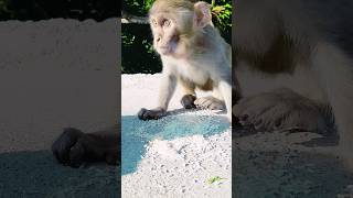 cute monk likes birds food #shorts #monkey #wildlife