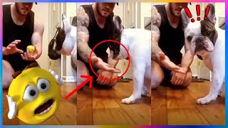 【FUNNY VIDEO】This Dogs Reaction is Hilarious When The Owner Showed Him a Magic(DOGS CATS AND ANIMALS