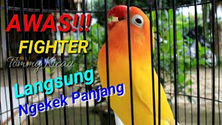 AWAS!!!Lovebird jadi Fighter dan Ngekek Panjang