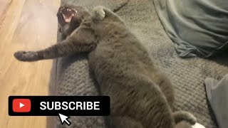 Cute Cat Falling off Sofa 🛋