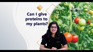 Growth Promoters & Micronutrients for Tomato Crops