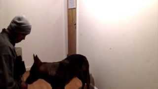 Dog Training - Nosework: Shaping the Cone Drill