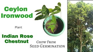 Ceylon ironwood Seeds Germination I Grow Indian Rose Chestnut Tree From Seeds l Mesua ferrea