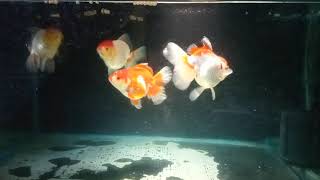 Giant oranda goldfish