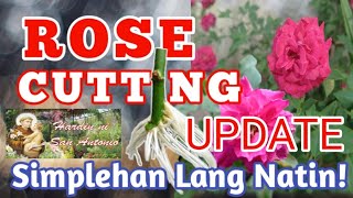 ROSE CUTTING UPDATE Simplehan Lang Natin II Teacher Ryan Gallardo