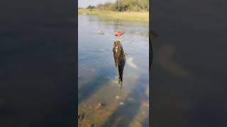 small talapia #amazing #fishing #river #jk #fish #baitcasting