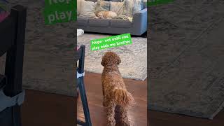 Doodle Doggie Tales - Part 83 “Fake Out!” #shortvideo #shortsfeed #fypyoutube #brothers #shorts