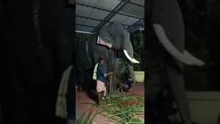 Biggest Kerala elephants #keralaelephants #elephant #elephantattack #biggestelephant