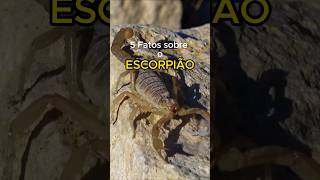 ESCORPIÕES venenosos! #animais #escorpião #veneno