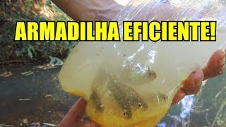 MELHOR ARMADILHA PARA PIABA!