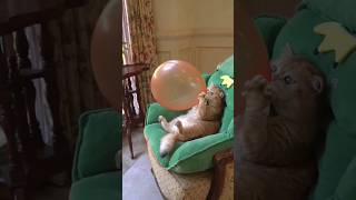 Kucing Lucu bikin gemes #Shorts #Viral #trending #tiktok