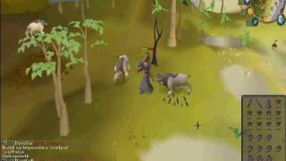 Runescape - Graahk Hunting Glitch