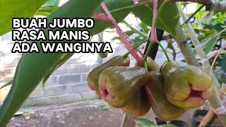 JAMBU AIR GAJAH PEKALONGAN BERBUAH LEBAT‼️HASIL SAMBUNG SISIP❗