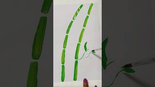 Watercolor painting Bamboo tree #Short##