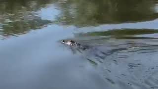 Up Close with an Alligator #florida #amazing #viral #nature