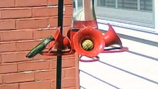 Just Hummingbirds