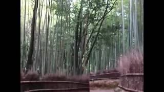 20140609 Arashiyama Bamboo Groves