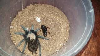 Tarantula Feeding Video 084 - Brachypelma albiceps