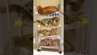 New Funny Animals Video | Funny Cat Video #shorts #cat