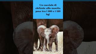 Quanto pesa un cucciolo di elefante appena nato? #shorts #curiosità #elephants #elefante