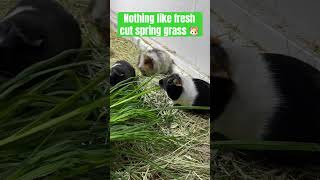 8 Guinea Pigs Enjoying Fresh Cut Spring Grass